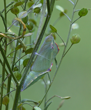 Checkered White chrysalis